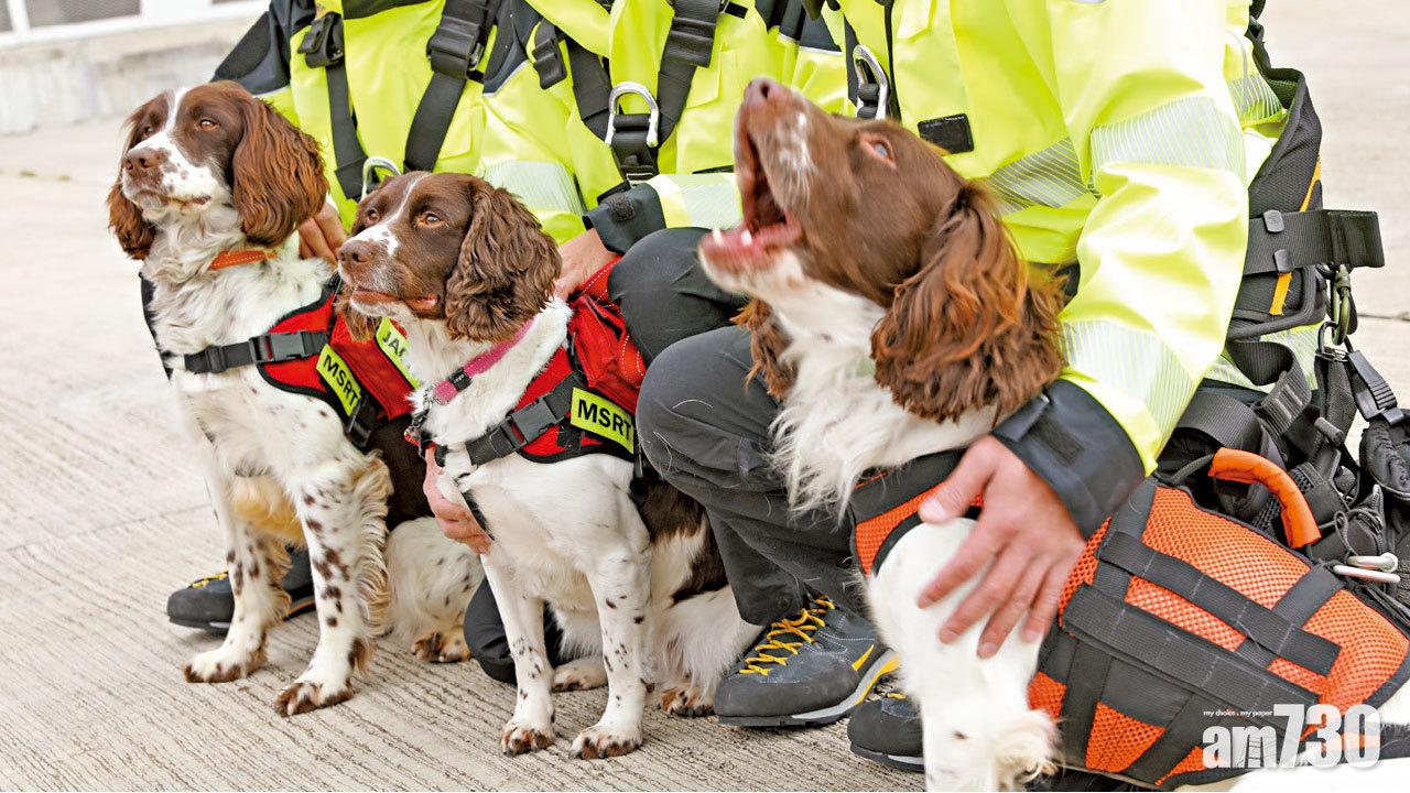 上天下海 山嶺尋人 消防3搜索犬齊亮相