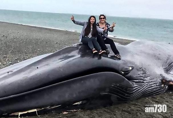 【請尊重生命】藍鯨擱淺　市民屍上自拍兼塗鴉