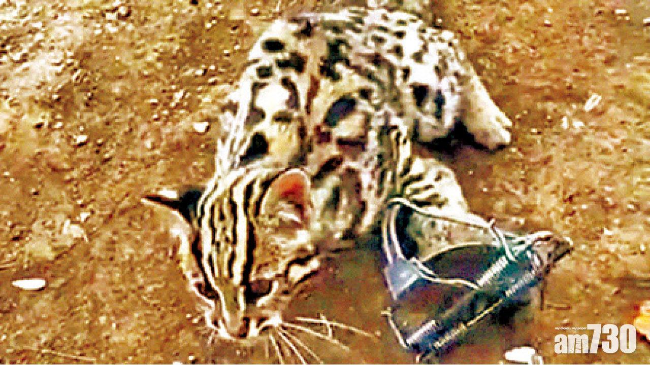 圖片新聞: 殘忍