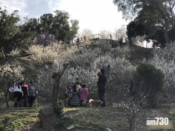 彰化580棵李花盛放