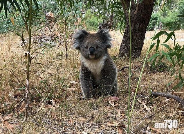 最完美樹熊萌爆