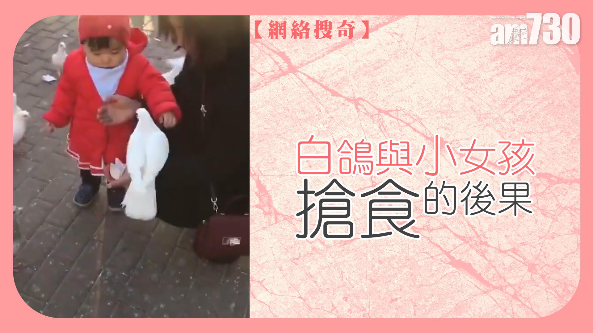 白鴿與小女孩搶食的後果……