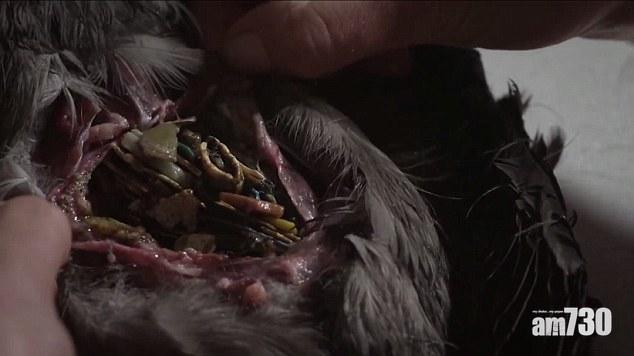 【誰的錯】解剖幼鳥胃部 驚藏276塊膠(有片)