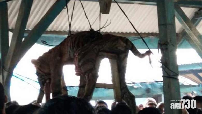 誤信為魔鬼化身 村民狠殺蘇門答臘虎示眾