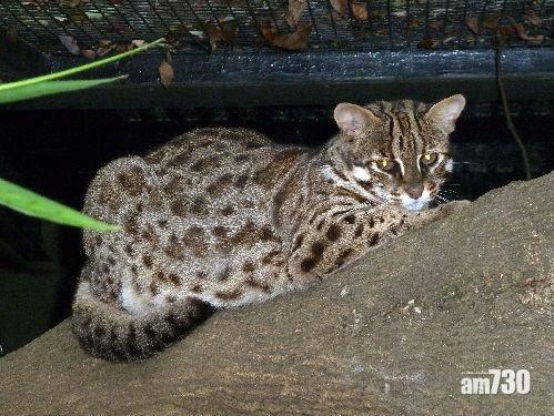 馬鞍山老虎 夫婦睇相證實係見豹貓