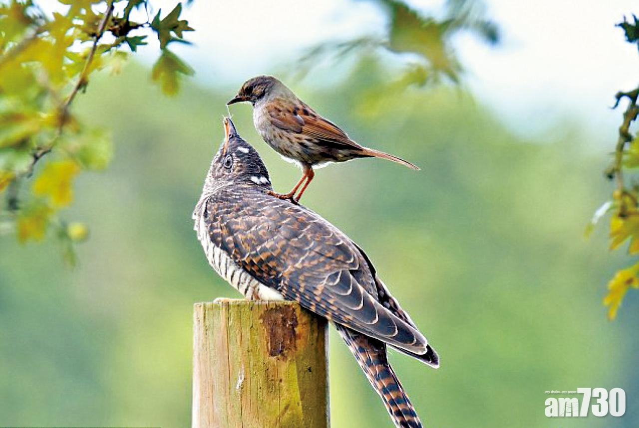 無耻杜鵑呃母愛