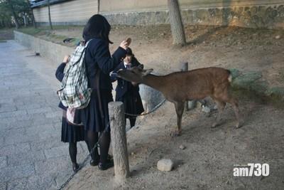 奈良公園遭鹿攻擊人數創新高　逾六成為中國遊客