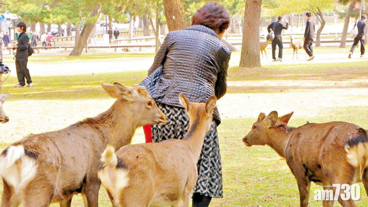 華遊客佔逾60% 奈良鹿撞人創新高
