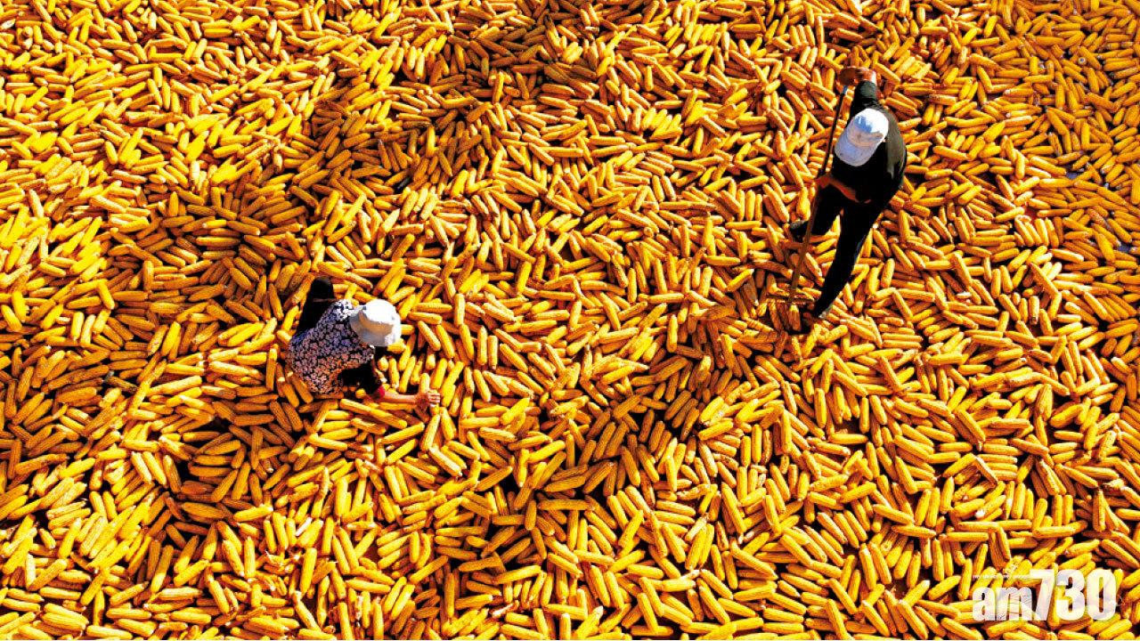 「14億人吃不完」 內地調減粟米水稻種植