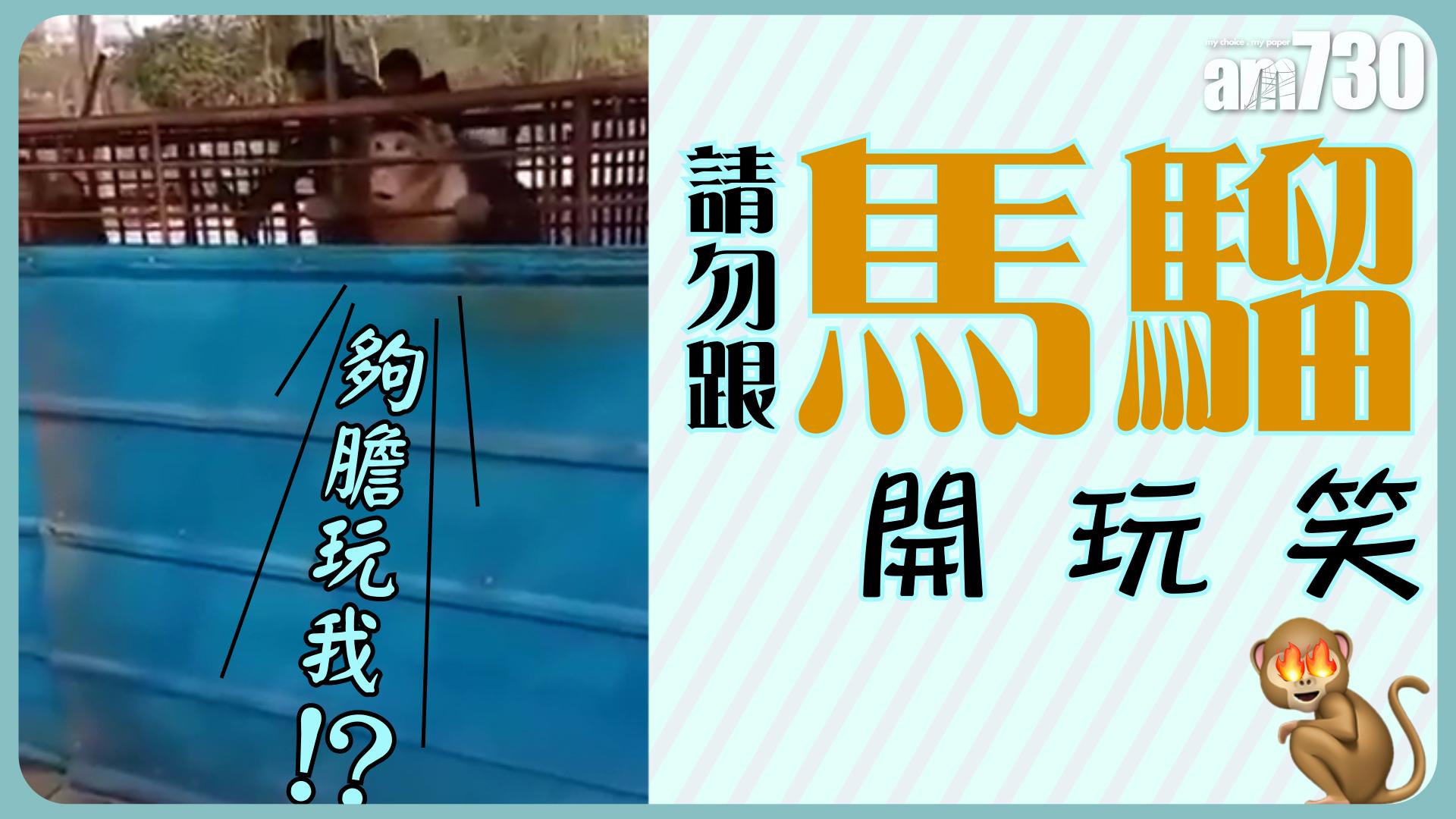 請勿跟馬騮開玩笑