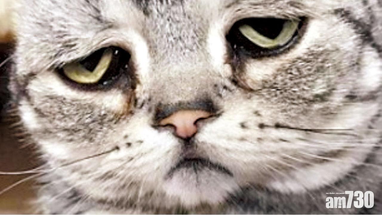 問貓能有幾多愁