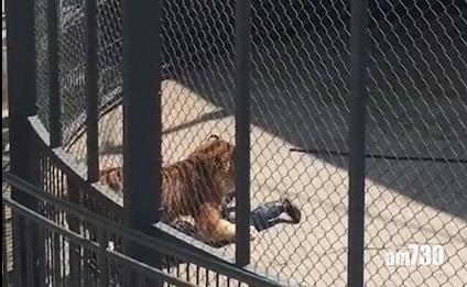 福州動物園老虎 訓練時咬死馴獸師
