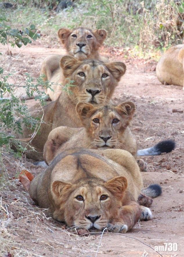 萌獅齊整全家福