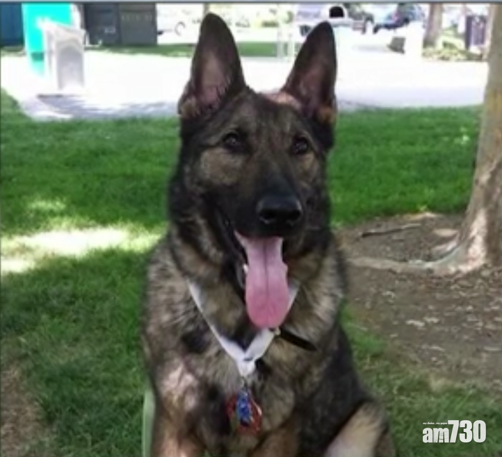 【調亂咗狗】愛犬托運美國 聯航送錯到日本