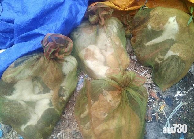 超憤怒 貓貓被困網袋待宰殺