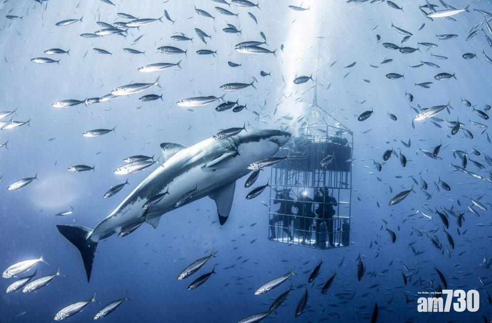 【唔係拍戲】20呎大白鯊現身墨西哥灣