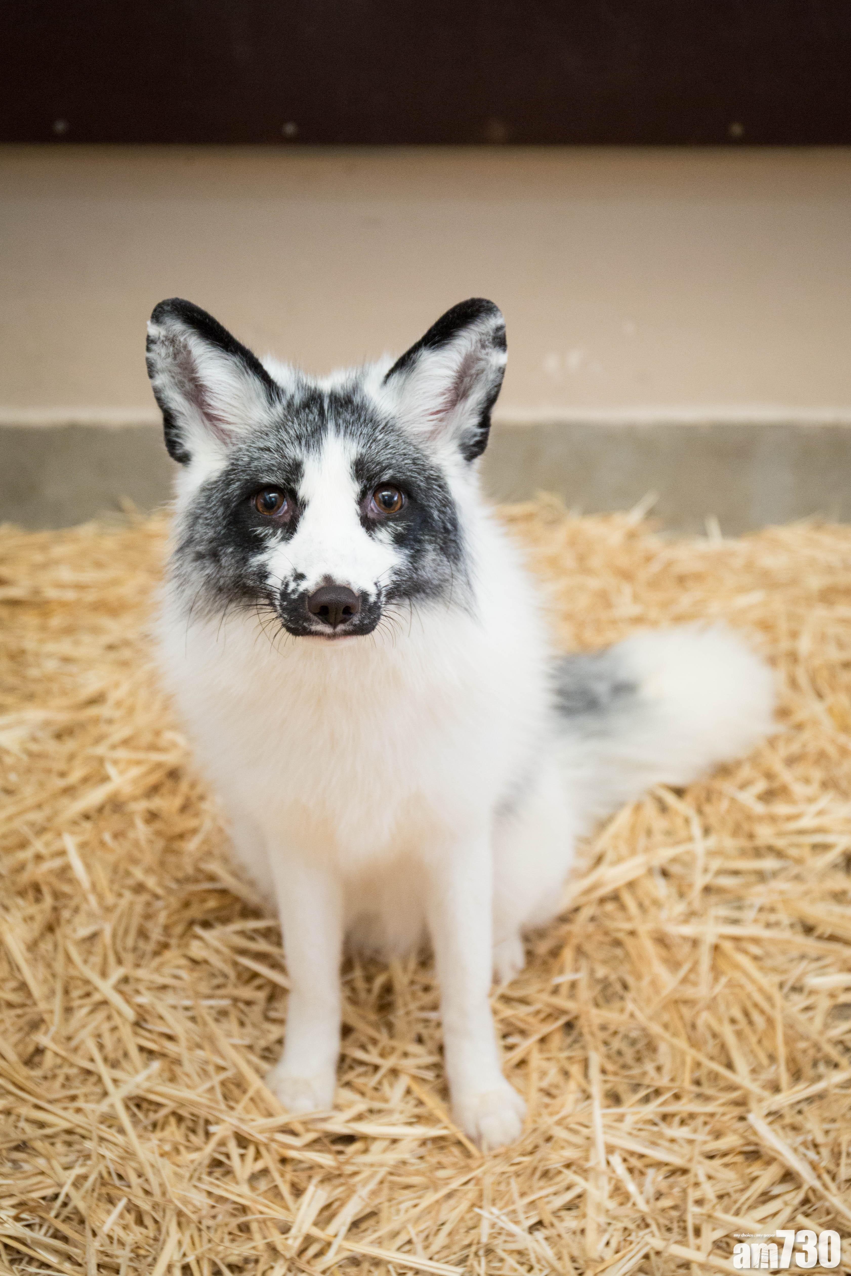 小赤狐上周二離港　定居新加坡動物園