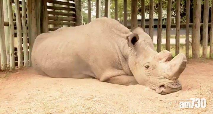 【人類的錯】僅存雄性北非白犀牛逝世 即將絕種