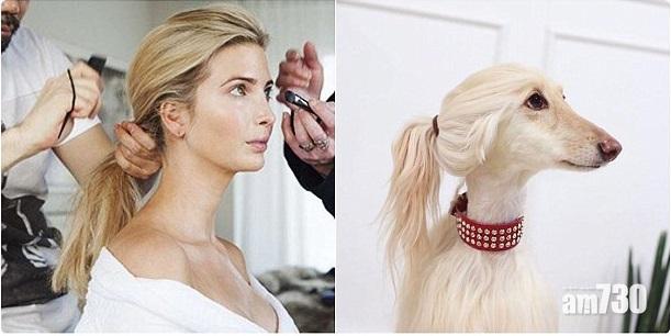 高貴狗激似伊凡卡