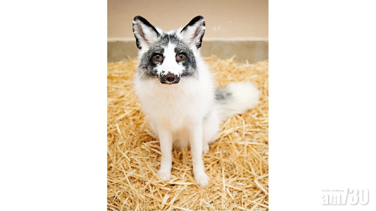 棄養塘福引水道 小赤狐上周移居新加坡