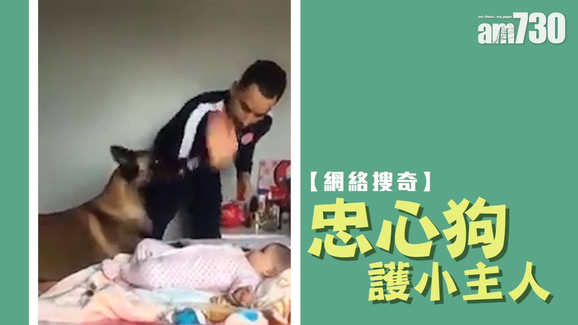 忠心狗護小主人