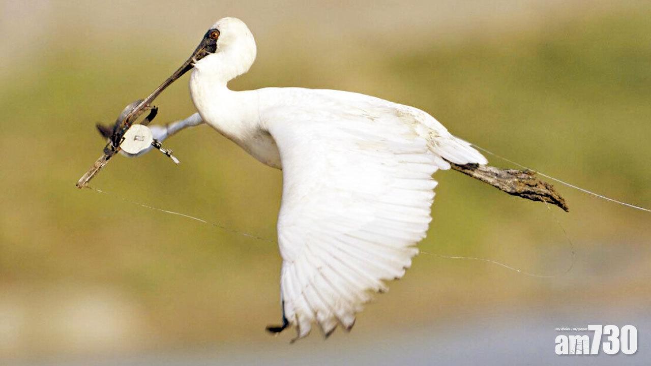 填海破壞濕地  后海灣黑臉琵鷺減7%