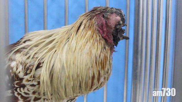 【頑強生命力】無頭雞識行識走仲好好胃口(有片)