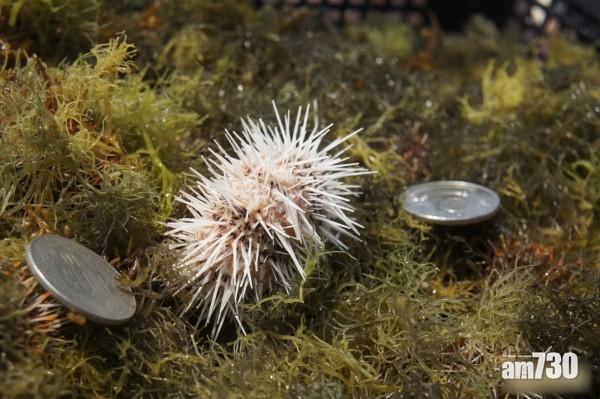 拯救海洋生態 澎湖野放海膽幼苗