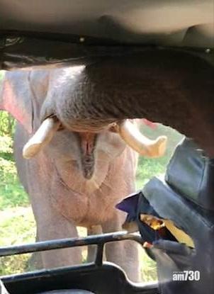 【有片】坐車遊野生公園 大象扯爛座椅遊客大驚