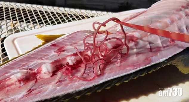 蛔轉魚生敢食冇？
