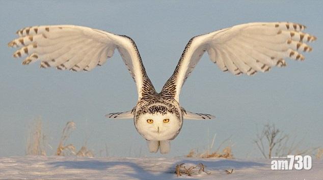 雪鶚搵食靜音蠱惑招