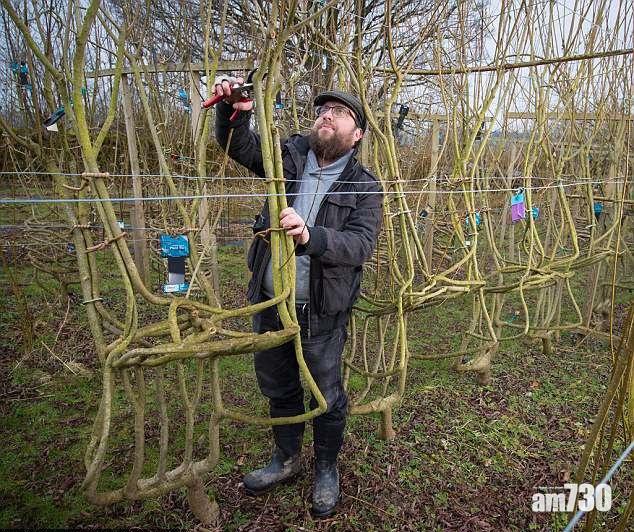 7年栽培 樹上熟奇幻椅