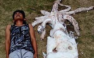 【仲高過人】2.4米長巨型魷魚撈獲 