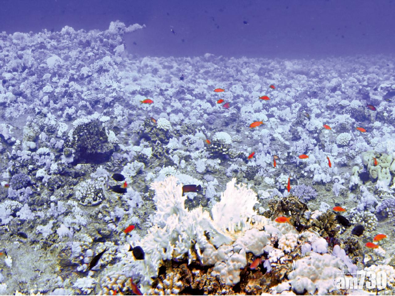 港大揭珊瑚白化之謎  海水升溫共生藻拒分享能量