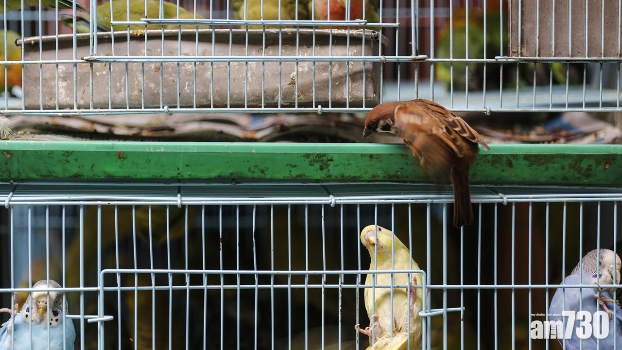 雀仔街現禽流感封21日  漁護署派員徹底消毒