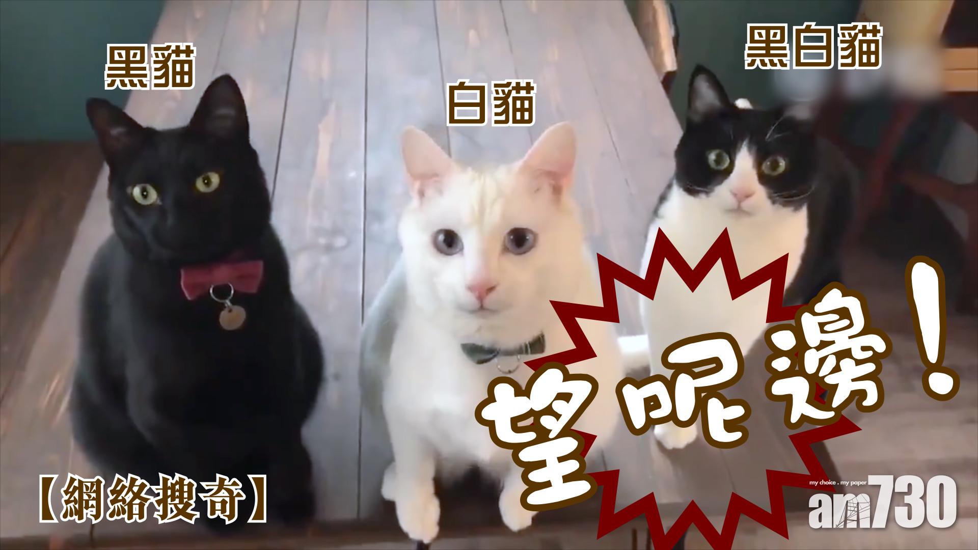 【網絡搜奇】望呢邊！黑貓白貓黑白貓