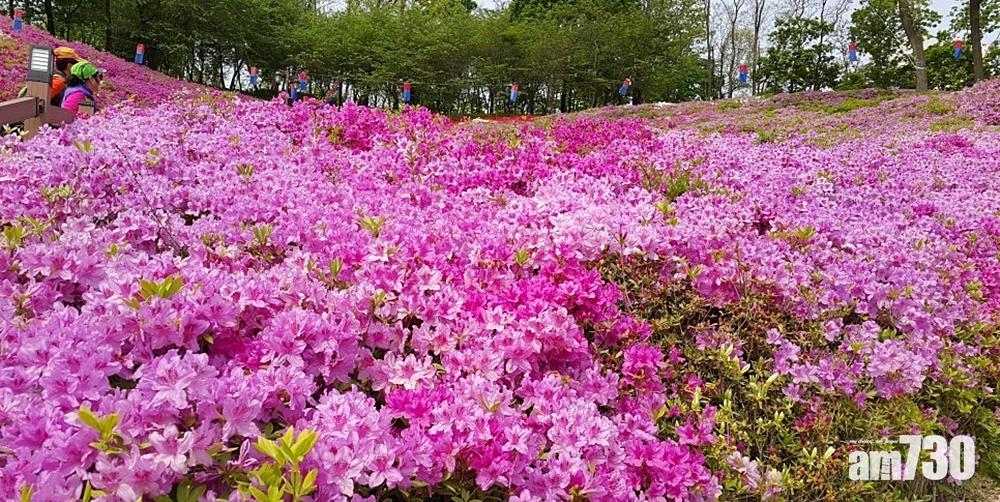 超唯美 韓國軍浦杜鵑花慶典