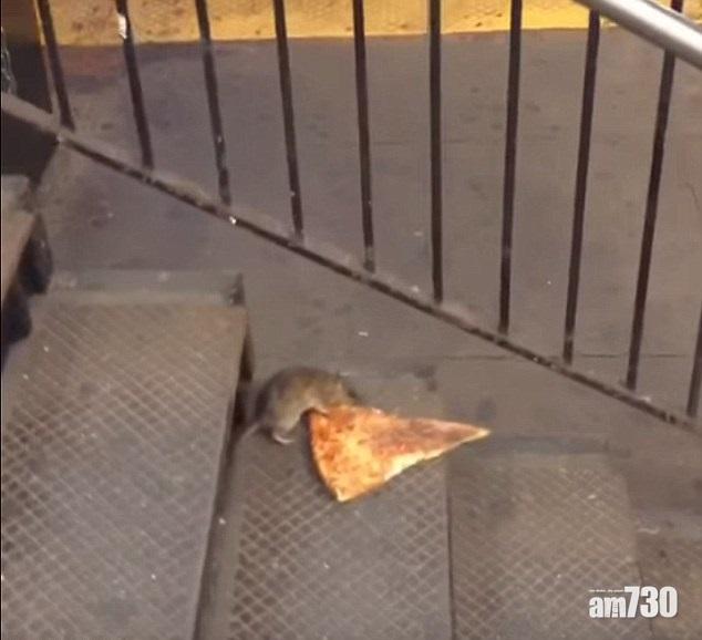 【好驚驚】紐約老鼠帶有149種細菌