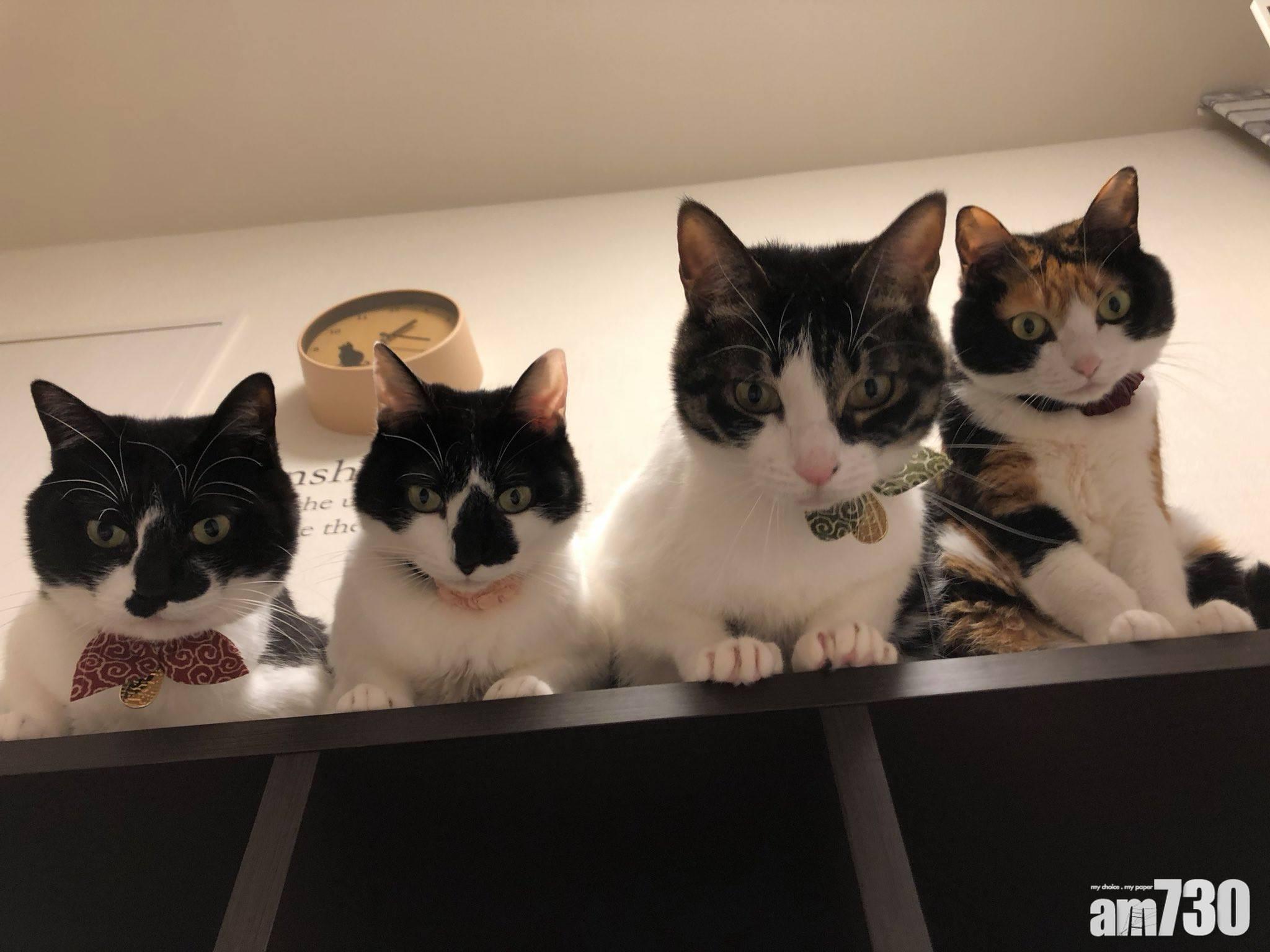 來自喵主子的凝視