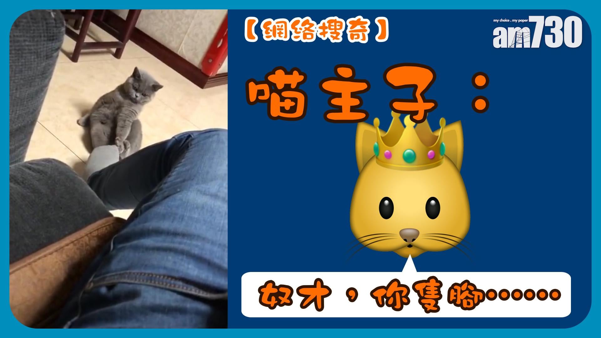 【網絡搜奇】喵主子：奴才，你隻腳……
