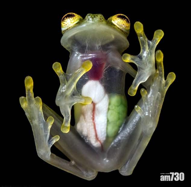 心知肚明玻璃蛙