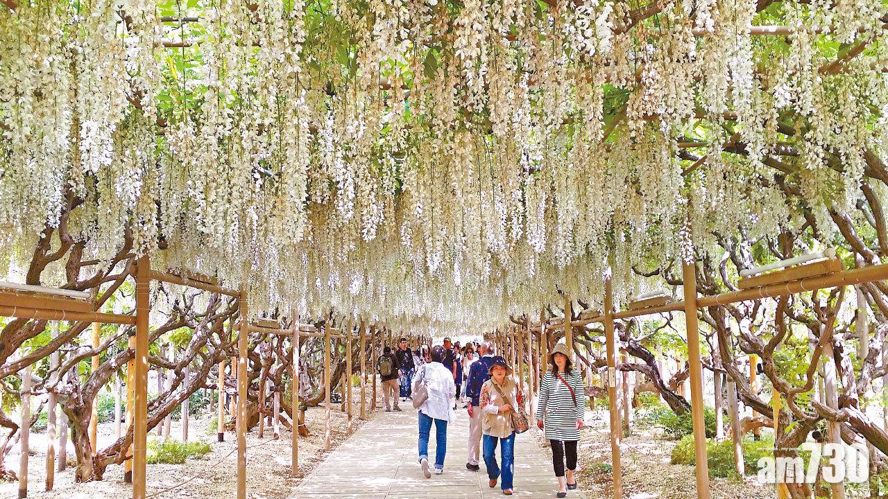無敵迷人花海 足利花卉公園