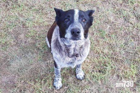 3歲女童叢林迷路  半盲半聾老狗通宵守護