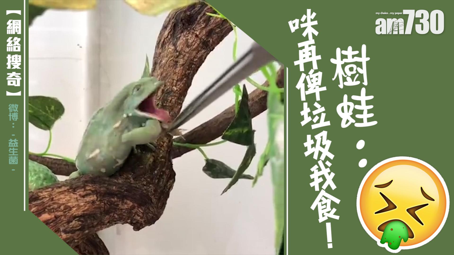 樹蛙：咪再俾垃圾我食！