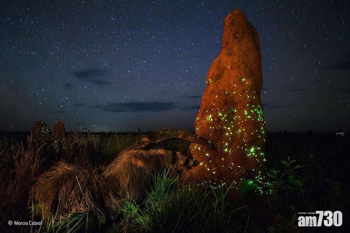 【死口唔認】得獎攝影作品被揭造假  相中食蟻獸竟是標本　