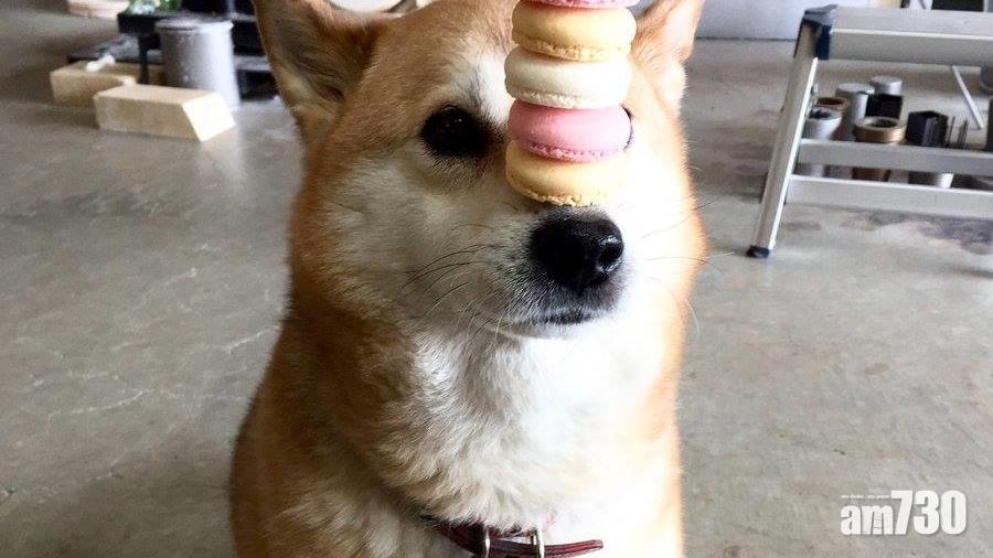 【可以頂幾多個】狗狗馬卡龍層層疊