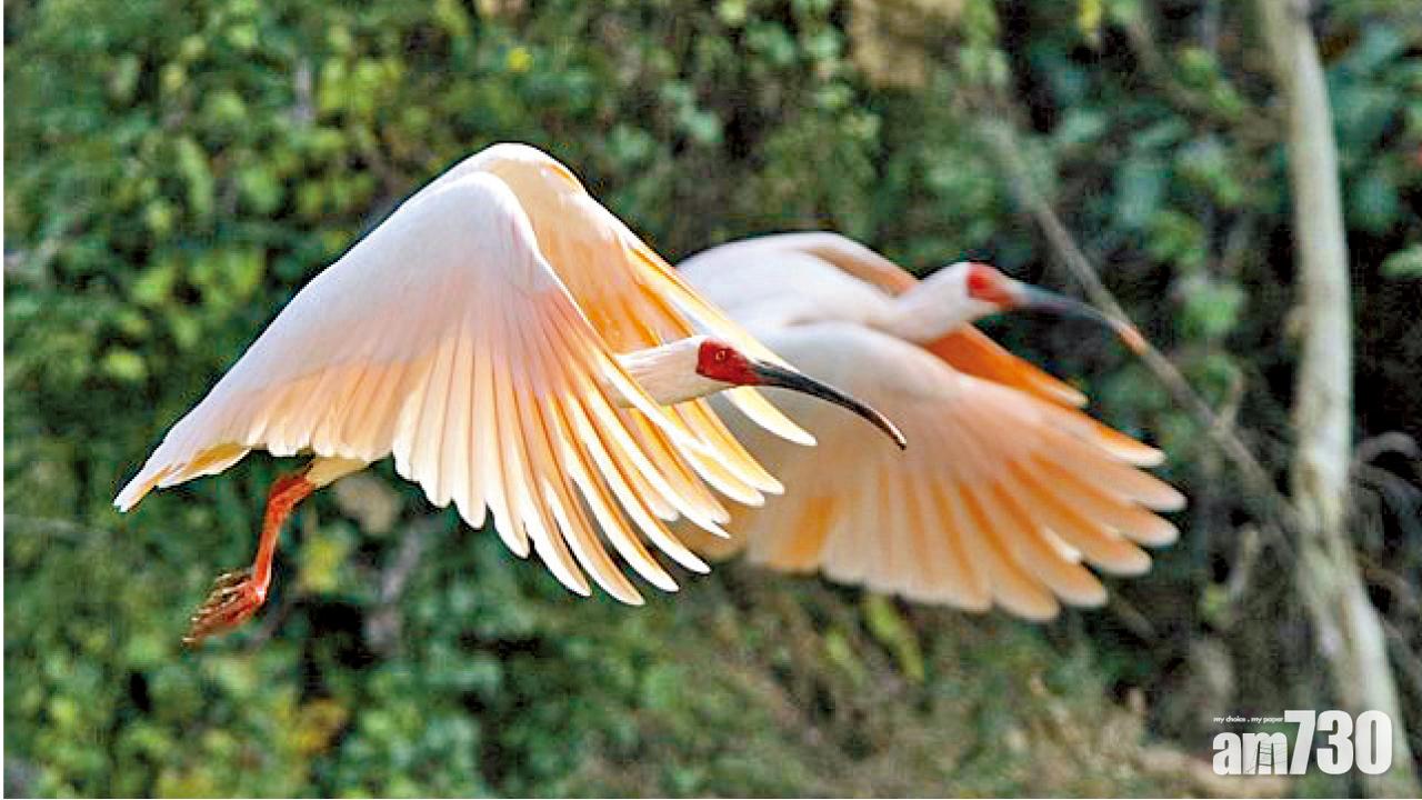 象徵雙邊關係改善  李克強料贈日朱䴉