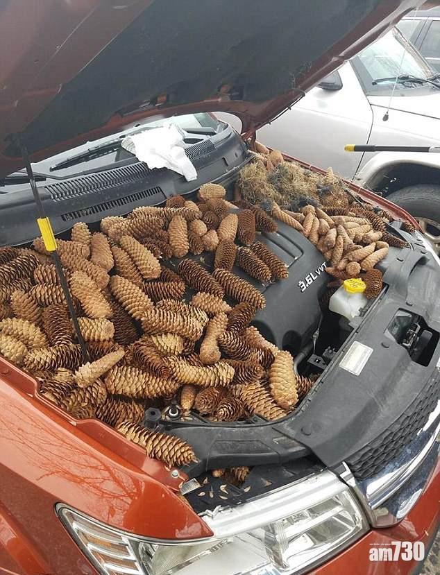 【邊個咁大整蠱】打開車頭蓋 赫見成堆松果