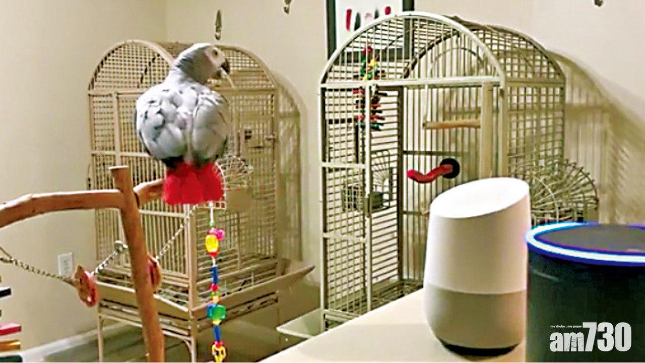 鸚哥老點電腦熄燈