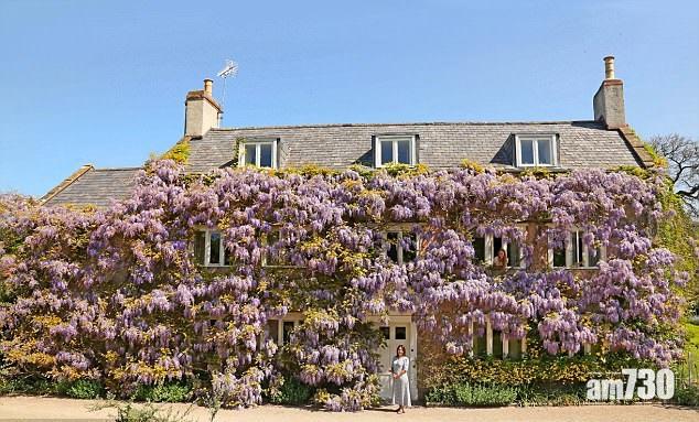 百歲紫藤築花牆